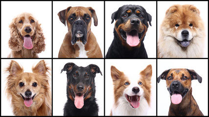 Group beautiful house pets in front of a white background