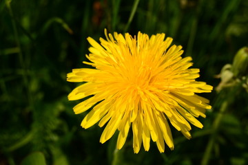 dandelion in grass