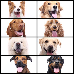 Group beautiful house pets in front of a white background
