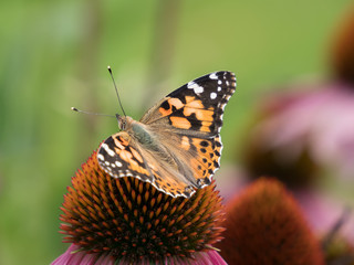 close-up of a painted lady (Vanessa cardui) on the blossom of a coneflower