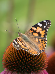 close-up of a painted lady (Vanessa cardui) on the blossom of a coneflower