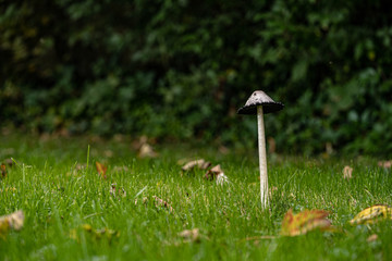 großer Pilz
