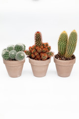 Various cactus house plants in stone pots on white background