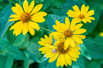 Obraz premium Plant bedbug on a heliopsis flower blossom