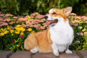 cute puppy welsh corgi dog standing in a flowerbed, for a walk in the park in the summer