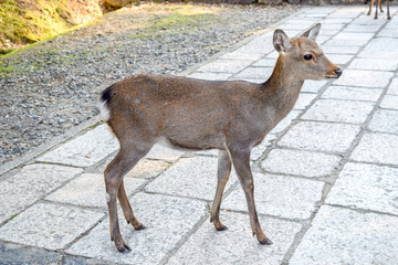 奈良公園　鹿