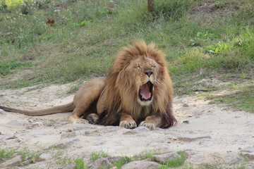 Naklejka premium Hayvanlar alemini yakından inceledik