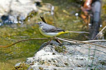 Gebirgsstelze (Motacilla cinerea) - Grey wagtail