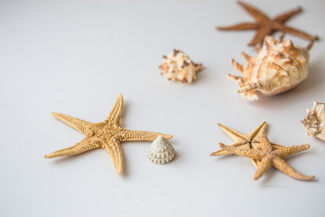Sea or ocean elements and white plate on white textured background. Shells, sea star, coral, sea horse, succulent echeverial. View from above. Place for text.