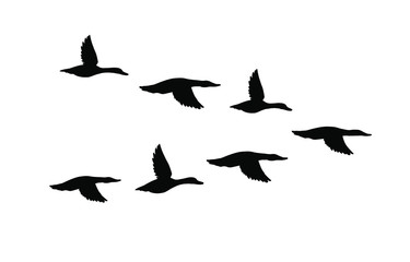 Vector black flock of flying duck silhouette isolated on white background