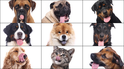 Obraz premium Group beautiful house pets in front of a white background