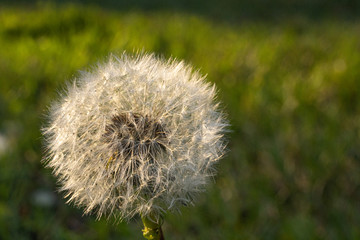 L&ouml;wenzahn Macro 2