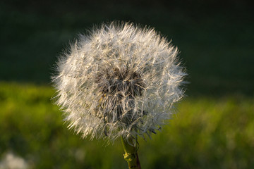 L&ouml;wenzahn Makro 1