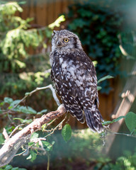 great grey owl on branch