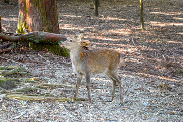 奈良公園　鹿