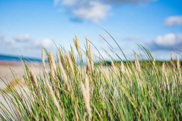 grass and blue sky