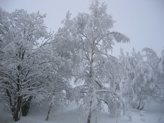 Flakes of snow on branch. Selective focus of Snowflake on tree during winter, shallow depth of field. White snow on a empty winter rural road.