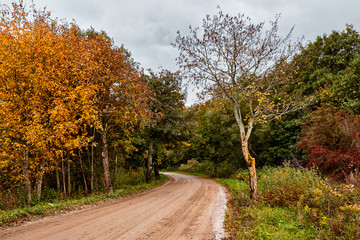 Naklejka premium Road in the autumn forest. Leaf fall