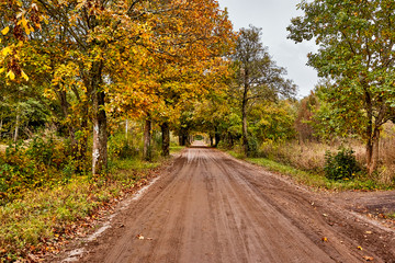 Road in the autumn forest. Leaf fall