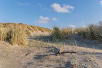 Abendstimmung in den Dünen am Strand – Kijkduin Strand, Den Haag, Holland, Niederlande