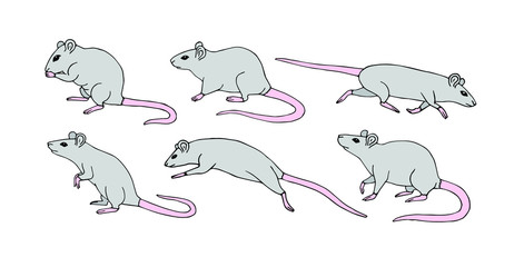 Vector flat black set bundle of hand drawn gray rat mouse isolated on white background