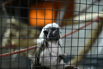 little tame monkeys in a children's contact zoo