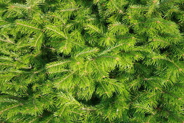 Christmas tree close up