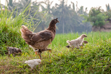 Rice field