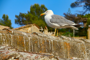 Sea gull sits on a stone wall of an old fortress on a background of blue sky and tree crowns