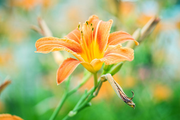 Orange lily on meadow macro