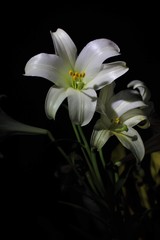 Obraz premium lily of the valley