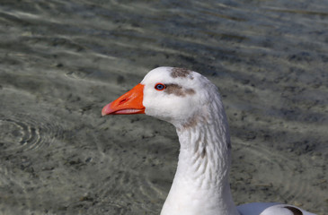 Cute goose with blue eyes and orange beak in profile