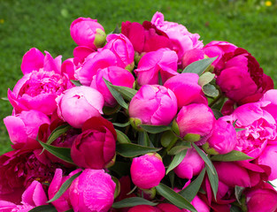 Obraz na płótnie Canvas Beautiful fresh pink peony flower on pink floral background. Peonies summer. Love bloom bouquet flowers.