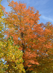 Beautiful orange, red and yellow fall colors on a sunny day with blue sky in the background
