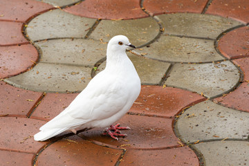 Beautiful white dove, dove of peace, on the wet road. Domestic pigeon (Columba livia domestica) in...