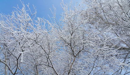 Beautiful branches of trees covered with snow