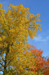 Beautiful orange, red and yellow fall colors on a sunny day with blue sky in the background