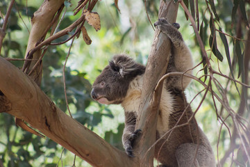 Koala in Forest