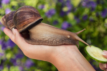 Snail cosmetics. Big african snail on woman's hand in the background of flowers.