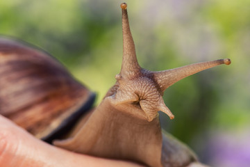Big african snail on woman's hand in the background of flowers. Snail cosmetics.