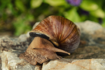Big african snail on rock in the background of flowers.