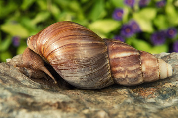 Big african snail on rock in the background of flowers.