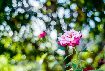 Two-tone rose-shaped background with bokeh from older lenses, suitable for vintage tones