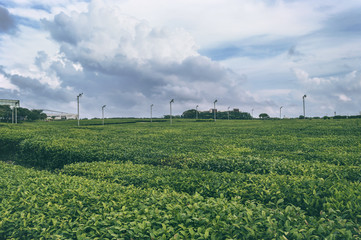 Fototapeta na wymiar close up view of tea plantation on Jeju Island