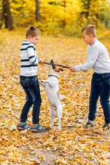 Fototapeta premium Children play with Jack Russell Terrier with a stick in the autumn forest. Autumn walk with a dog