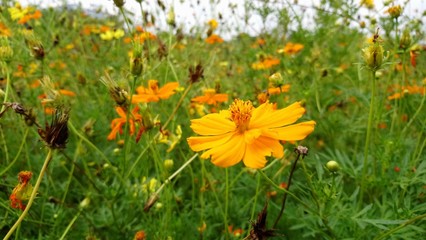 yellow flowers in field