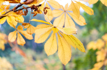 Chestnut yellow autumn leafs on the branch.