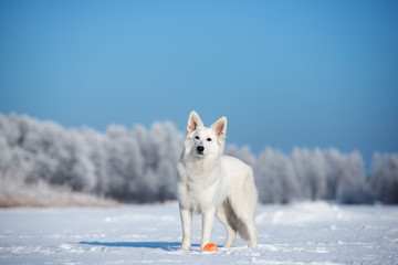 white shepherd dog posing outdoors in winter