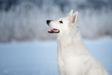 white shepherd dog posing outdoors in winter