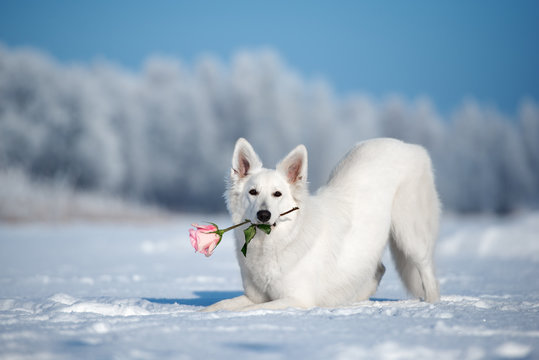 white shepherd dog holding a rose in mouth outdoors in winter